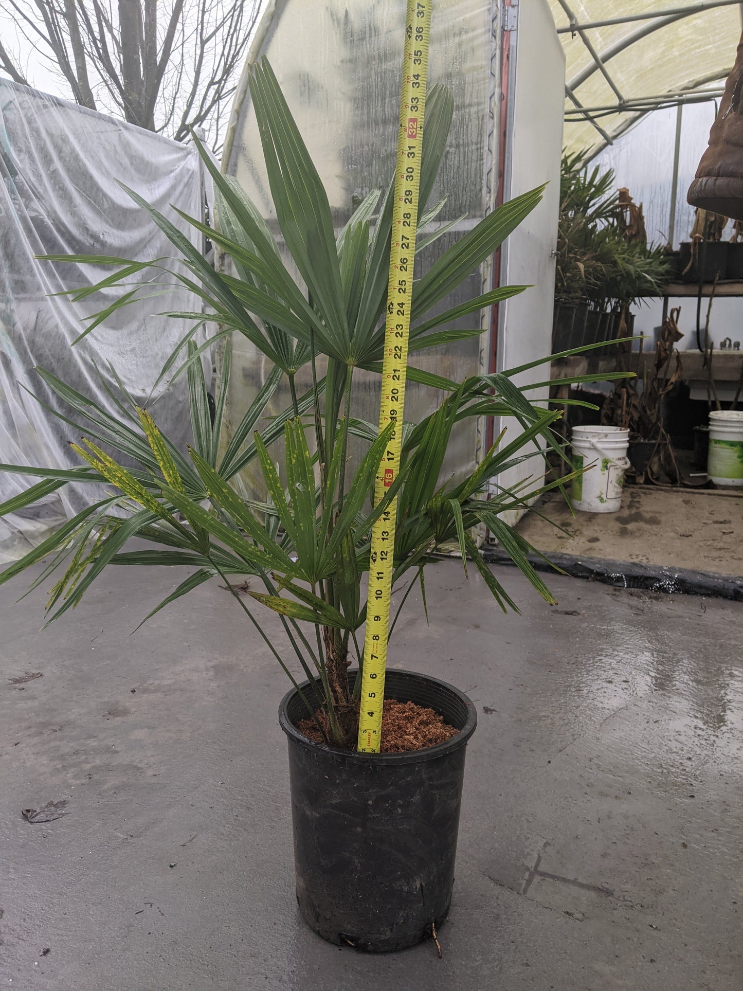 Windmill Palm Tree | Trachycarpus Fortunei | Potted | 3-8 Years Old